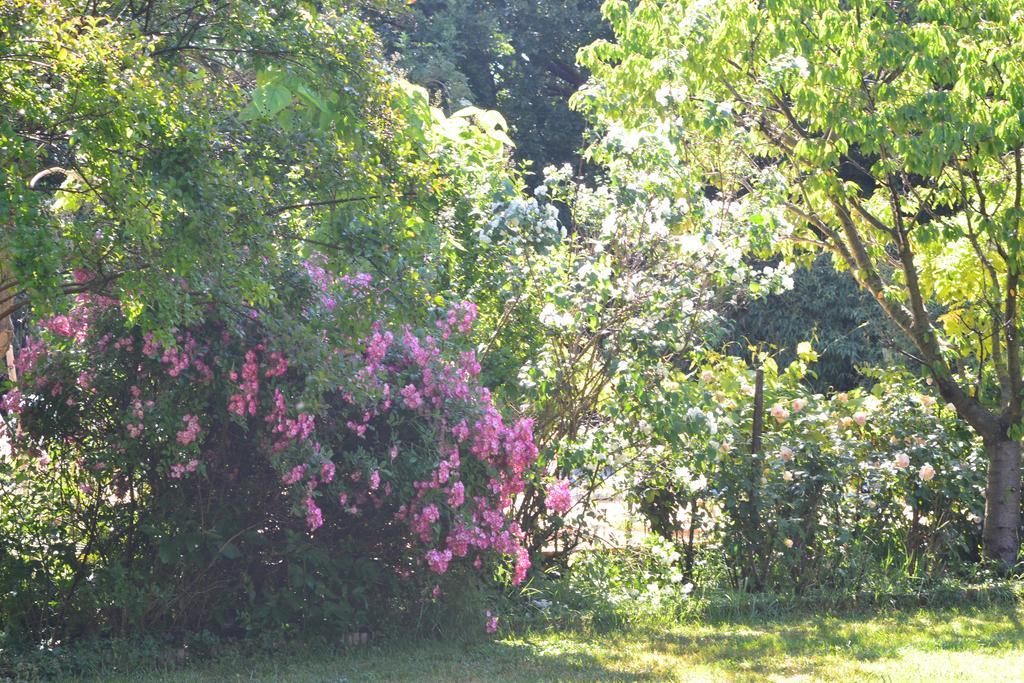 Le Pavillon Vert - B&B Vedène Zewnętrze zdjęcie